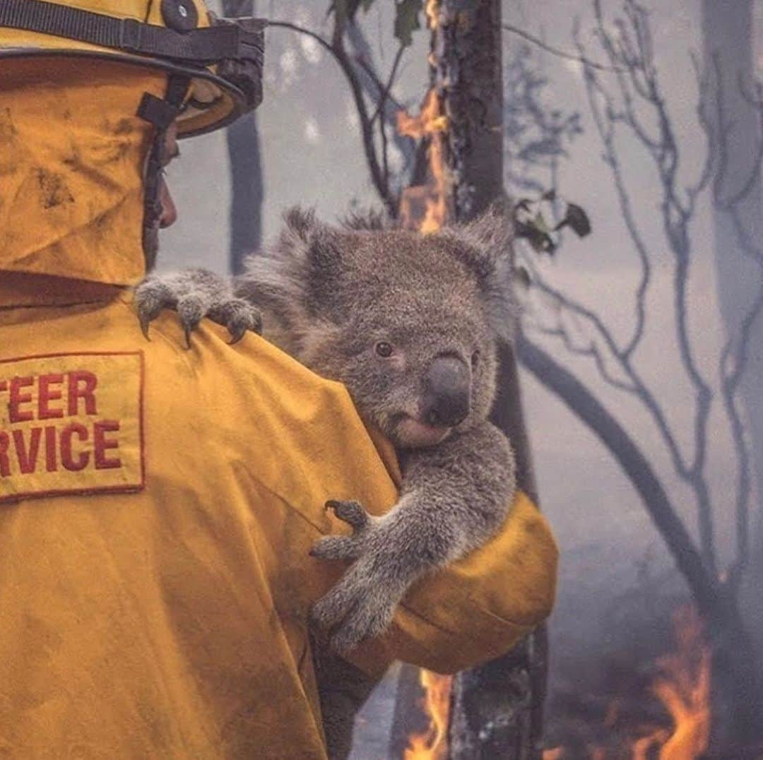 ケリー・オズボーンさんのインスタグラム写真 - (ケリー・オズボーンInstagram)「The ongoing bushfires are devastating Australian communities right now, with lives lost, homes and businesses destroyed and huge numbers of wildlife and bushland gone. We are so grateful to all those firefighters and volunteers working round the clock. If you can donate even a $1 to any of the below organisations, or an organisation of your choosing, it is all greatly needed and appreciated. Australian Red Cross: https://www.redcross.org.au/…/disaster-relief-and-recovery-… <https://www.redcross.org.au/campaigns/disaster-relief-and-recovery-new-years-eve?fbclid=IwAR1TgnW2KTlkT2itnBCEsvasRepe5pgqF4_nMHzQMc2vuo0jTFP_-4GYqgc#donate> NSW RFS: https://www.rfs.nsw.gov.au/volun…/support-your-local-brigade <https://www.rfs.nsw.gov.au/volunteer/support-your-local-brigade?fbclid=IwAR1tpJgtBfyKvkYnEjVvolOVlJ27vRHKFMSfPi9kk3bL6TyVd-yGJAo9-ks> Victoria CFA: https://www.cfa.vic.gov.au/about/supporting-cfa#donate-cash <https://www.cfa.vic.gov.au/about/supporting-cfa?fbclid=IwAR3ApOMsM0PFkmlcWe1uDNiBDDEvVPyV2lvRMZ4lFUK_3SfmfhF_BwWLRqo#donate-cash> SA CFS: https://cfsfoundation.org.au/donate <https://l.facebook.com/l.php?u=https%3A%2F%2Fcfsfoundation.org.au%2Fdonate%3Ffbclid%3DIwAR0T_eVRNoxIL1u7SLb138kFcC-Bl1aNuRm7APjCqAfsBronBsUjCVpjxGc&h=AT2pLPqbaOrmshiMKJFXiDOT-1u-7bBrQEw7uZGvGdRh7hSOhdUjdff5S2AK3wG7lZVjWs53j1yFen1De36D8H3zHYOAzjGG3SUaODGHmN-hGDgBEH9kkfPlG5r2adBHG2Sw--Lnh9H7q_DnExwyl_GgUcCXV-cnXpe50KLkrcb7p7M3tTPwiGg4_BvQkVIWn4uTeNYSgGMRUgKzloq0uFzo_i5HhBUlWpx045REad8iaQq9drE85oLPZJ4rkIx1MPsRXb4s8ZY-17doJBTEd2dZAzkP3IioAEQ8ga6MY0tfTy34RqQ-_yFTB4JYaDJwg3Fm2HZDKhBFOAW3FZn_Vkf-HOrnfbEBcIUrECWAvzSS8P4n5v_-imaQCeZgowXwufsx6SNxQ_Qgy4xt-6MmC7kWOasxSF73shQ3HhUvpQLPFihRgblHv5X7yM3Ltcb0z_EqXOiZCNeuZlucJ3EE5qWLLKW9n_XMvZtBchT2DsvLXU6HaAwIoFiVRkFip-Rx2iD2dxEjyBMOx24VUbEeDr97sK7iEDZnOkIyEnjaAGUDaOUV9-C3DdaSh1H8oIzWD6u9EqzgPS7VbsJivH6GHpupGFIaRGpbhWZzNL7IWAb3WJVt6daFpQ> WIRES: https://www.wires.org.au/donate/emergency-fund <https://www.wires.org.au/donate/emergency-fund?fbclid=IwAR1-eejHgKX9j4Uqip9bW0nPooqha8l0r0Rd_mcXmc7ENqLv_uYl7WvYlGQ>」1月6日 10時48分 - kellyosbourne