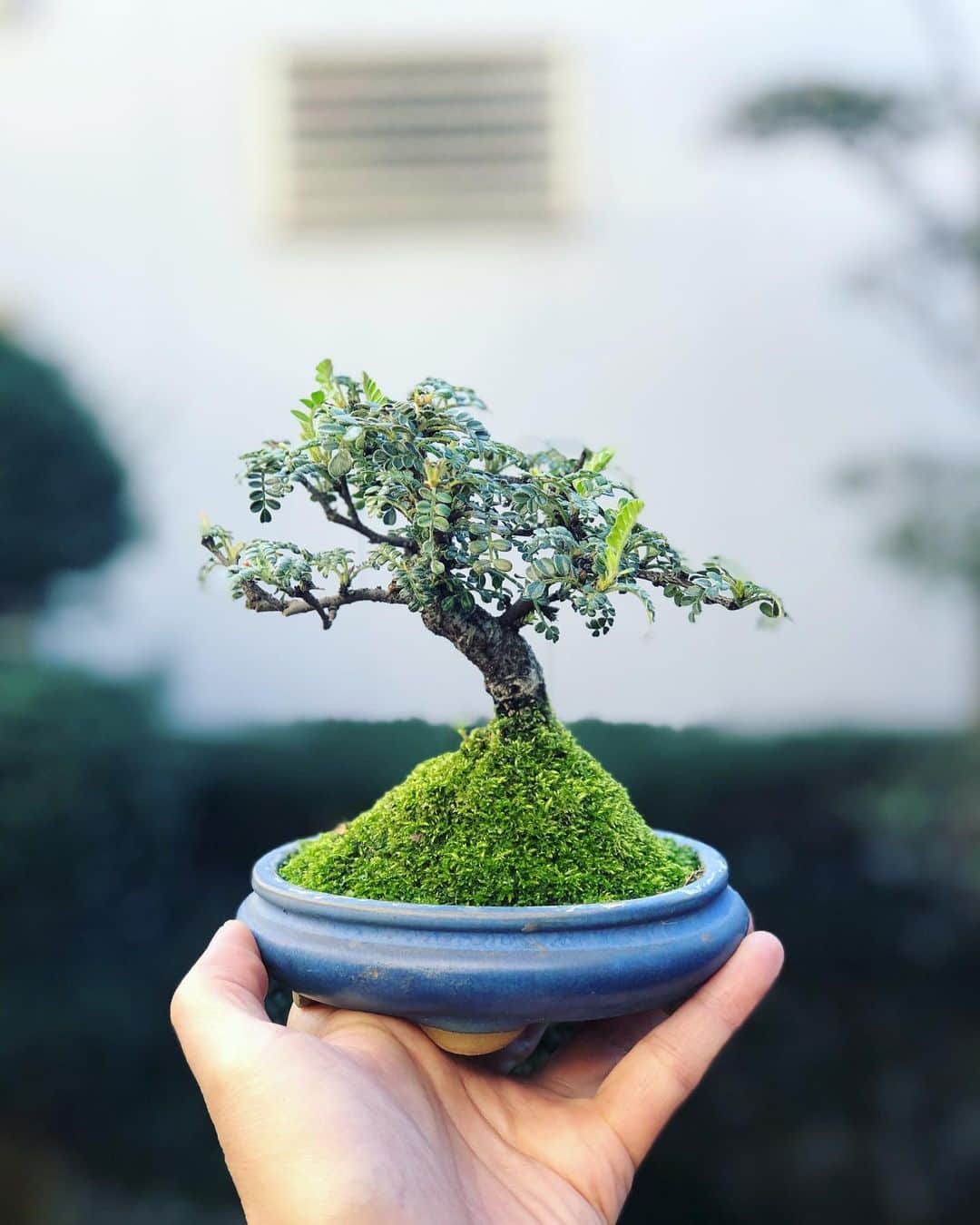 金成公信のインスタグラム：「イソザンショウ。元気です。 #イソザンショウ #磯山椒 #盆栽 #bonsai #bonsaijapan #japanesebonsai #wabisabi #bonsailovers #bonsailife #bonsaitree #bonsaiart #bonsaigram #bonsaiworld #plants #tree #greenlife #greenlifestyle #苔 #moss」