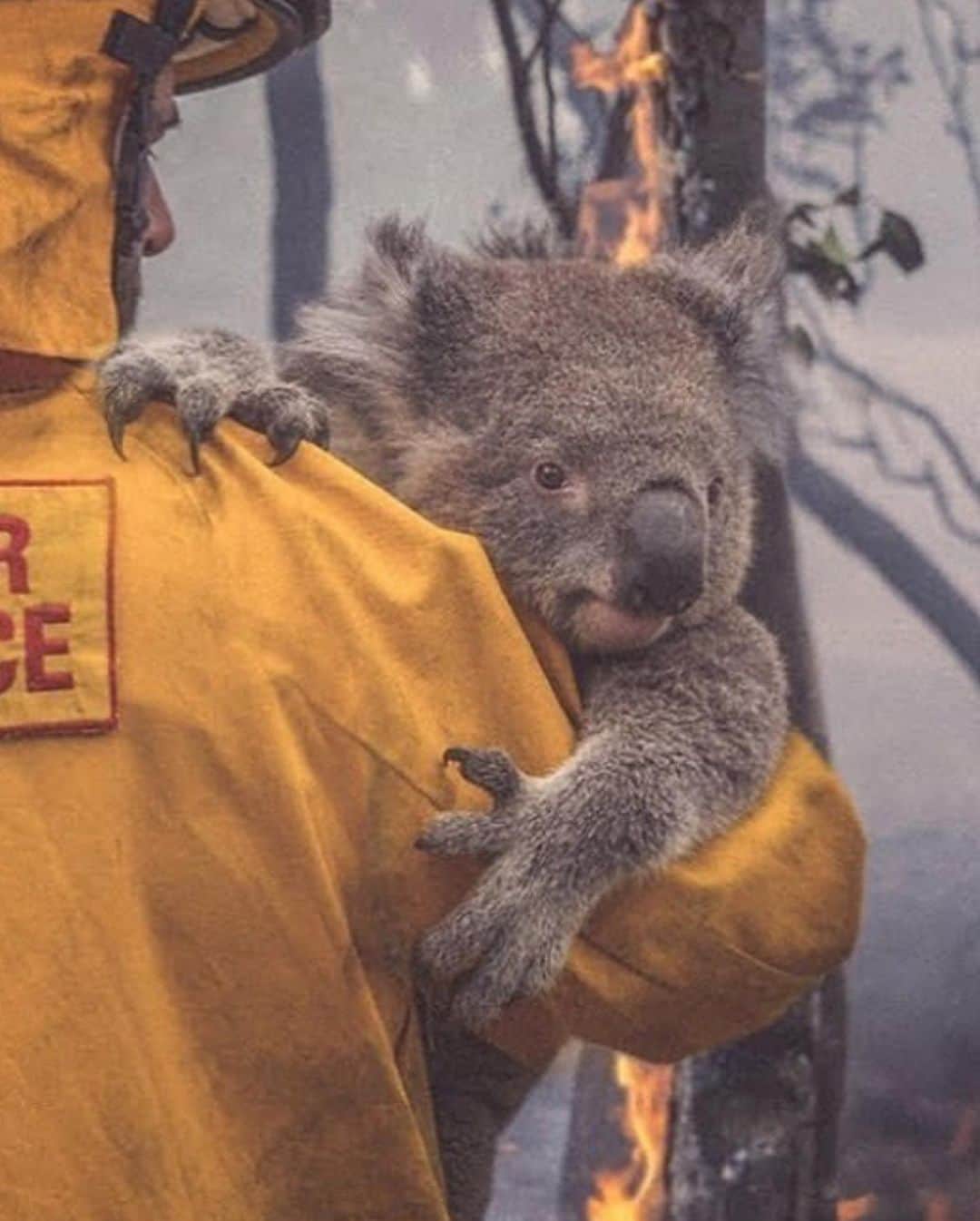 ヨランテ・ヴァン・カスベルヘンさんのインスタグラム写真 - (ヨランテ・ヴァン・カスベルヘンInstagram)「💔💔💔💔💔 #Australia #Heartbreaking 😢 Link in @earthfocus bio to donate to NSW rural fire service.  #TogetherWeCanDoSoMuchMore #OneWorld 🙏🏼」1月6日 12時07分 - yolanthecabau