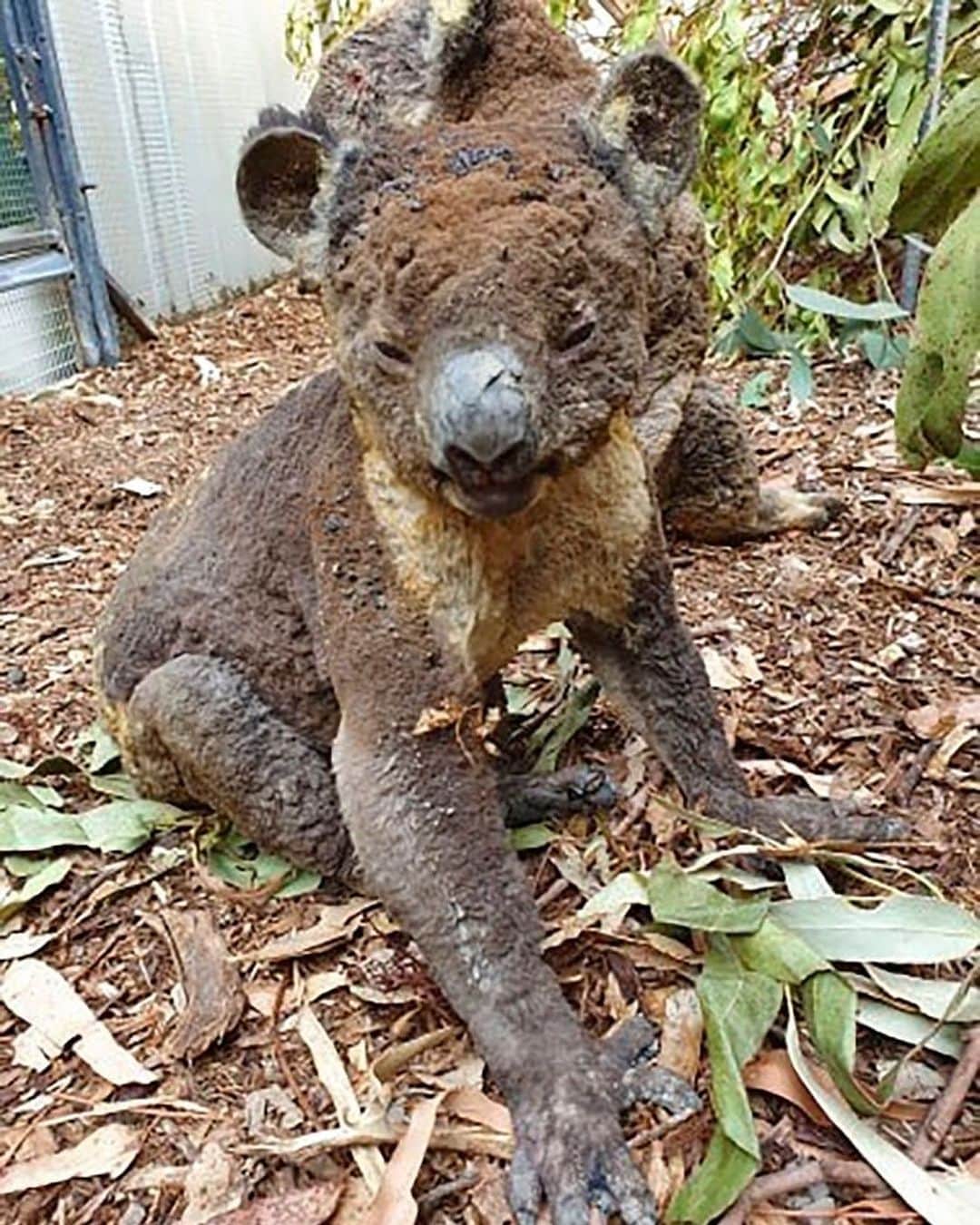 ヨランテ・ヴァン・カスベルヘンのインスタグラム：「💔💔💔💔💔 #Australia #Heartbreaking 😢 Link in @earthfocus bio to donate to NSW rural fire service.  #TogetherWeCanDoSoMuchMore #OneWorld 🙏🏼」