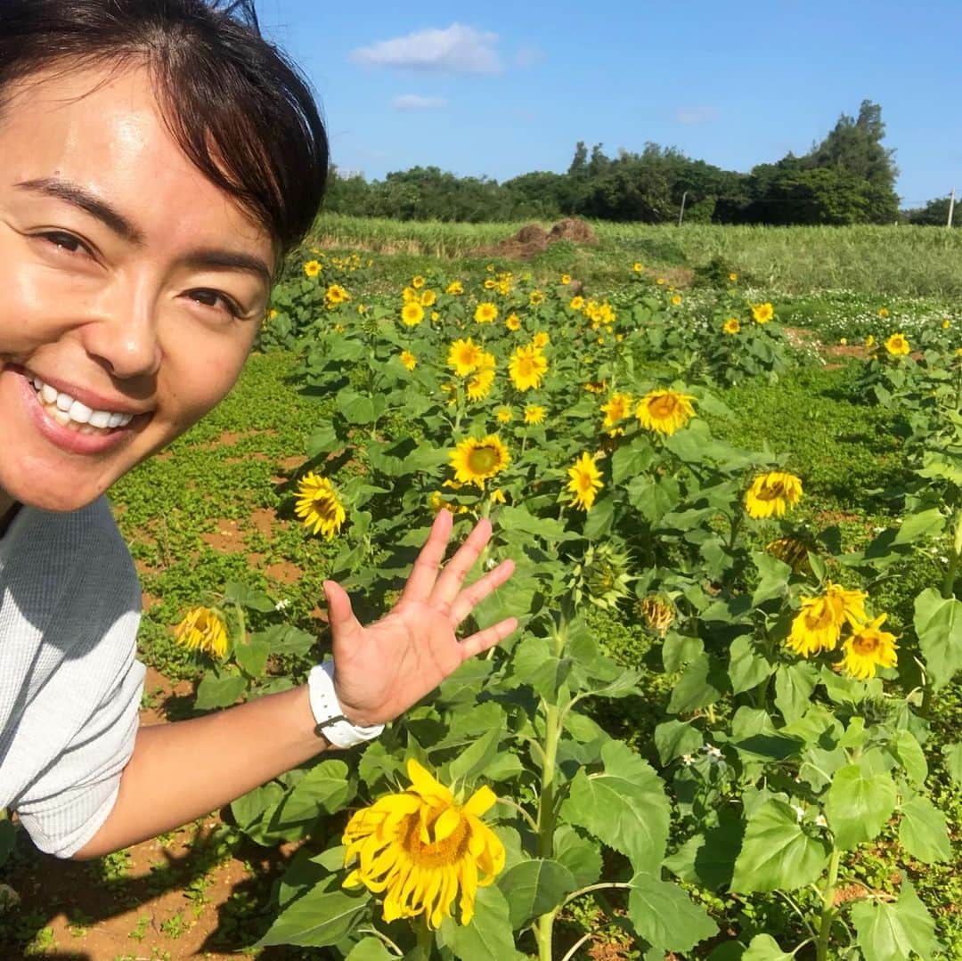 のインスタグラム：「朝活、今日は軽く1時間ランとウォーキング🏃‍♀️ほぼ歩いてたけどね😭 大好きなサトウキビ畑を抜けて、海まで歩いてたら、ヒマワリ畑発見🌻みんな太陽の方を向いてる🌞1月なのに沖縄はお天気よくて、汗だくです💦 昇り龍🐉みたいな雲と一緒に歩いたよ👣  正月太り解消週間…まだまだ解消ならず…😅全身筋肉痛なう😭  #okinawa  #japan  #mysweethome  #sunflowers🌻  #ヒマワリ畑🌻  #海好きな人と繋がりたい  #beachlife」