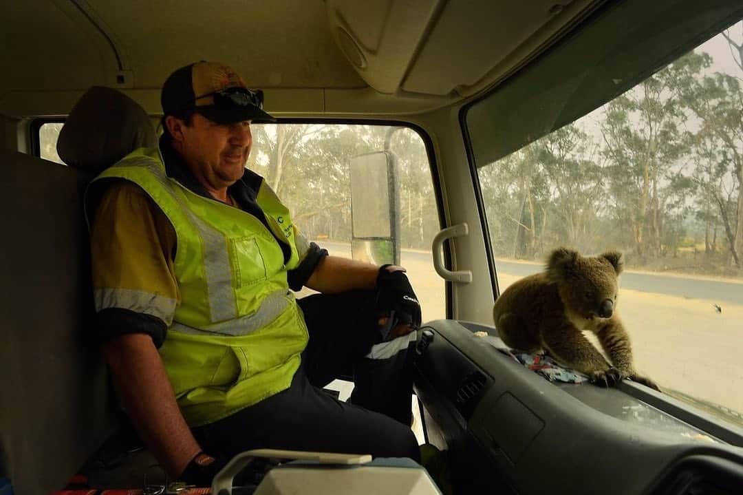 ヒュー・ジャックマンのインスタグラム：「🐨 photo credit @kate.geraghty #nswfires Mr.Campbell-Davys @sydneymorningherald #australianbushfires」