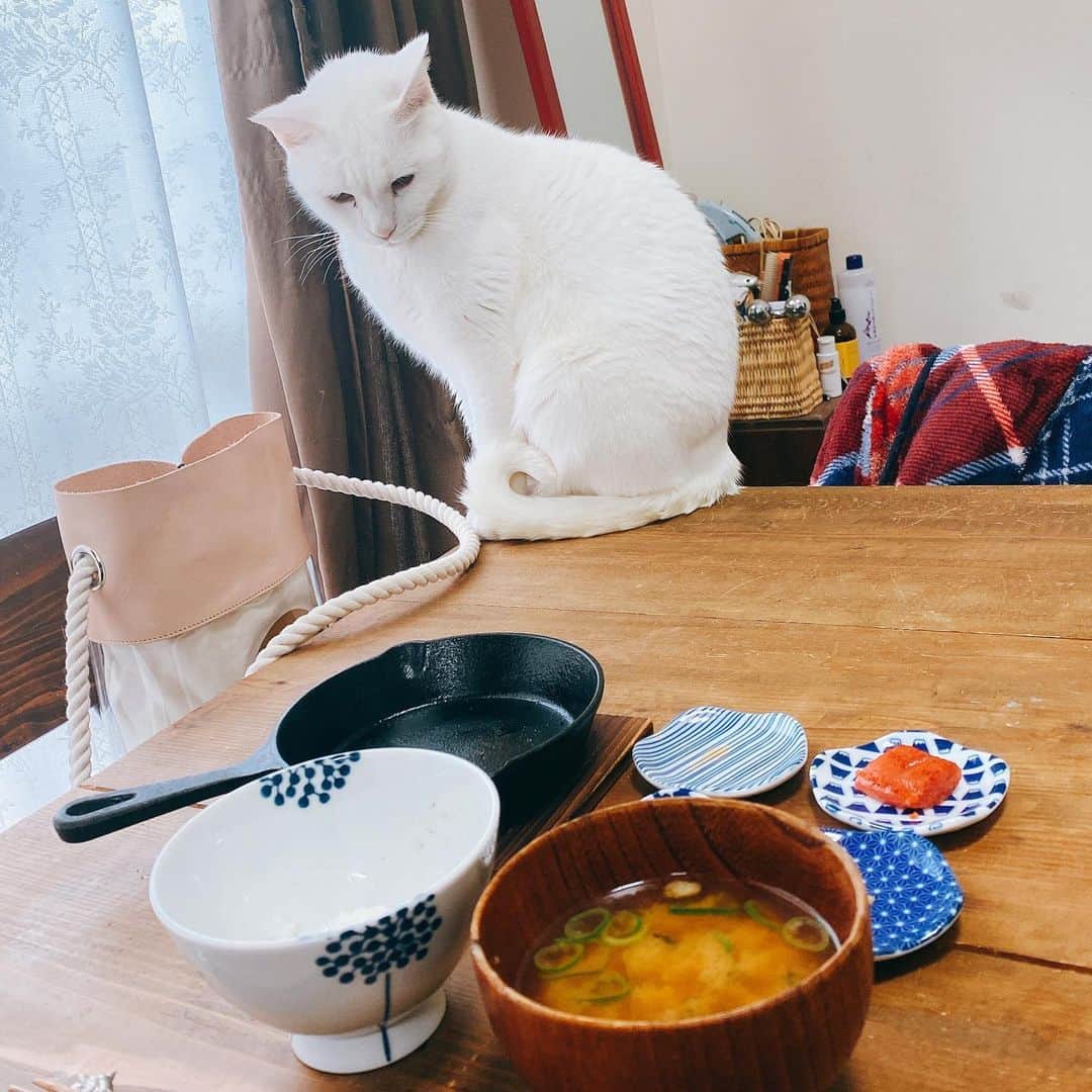 のインスタグラム：「ごはんの途中を確認しにきた白猫。ごはんは代わり映えしません。  #おうちごはん #おうちごはん金巻 #おうちひとりごはん  #kurohakuchai #catstagram #猫とごはん#おうちごはんと猫 #白猫 #whitecat #cat」