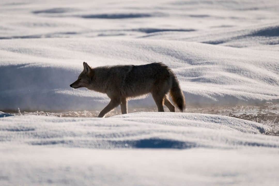 National Geographic Travelさんのインスタグラム写真 - (National Geographic TravelInstagram)「Photo by @drewtrush | The coyote is always a favorite animal to photograph in Yellowstone National Park. I can't wait to get back to Yellowstone with @natgeoexpeditions this winter during another photo trip. From animals to landscapes, you never know what's going to be around the corner. To see more, follow along with @drewtrush. #coyote」12月13日 14時09分 - natgeotravel