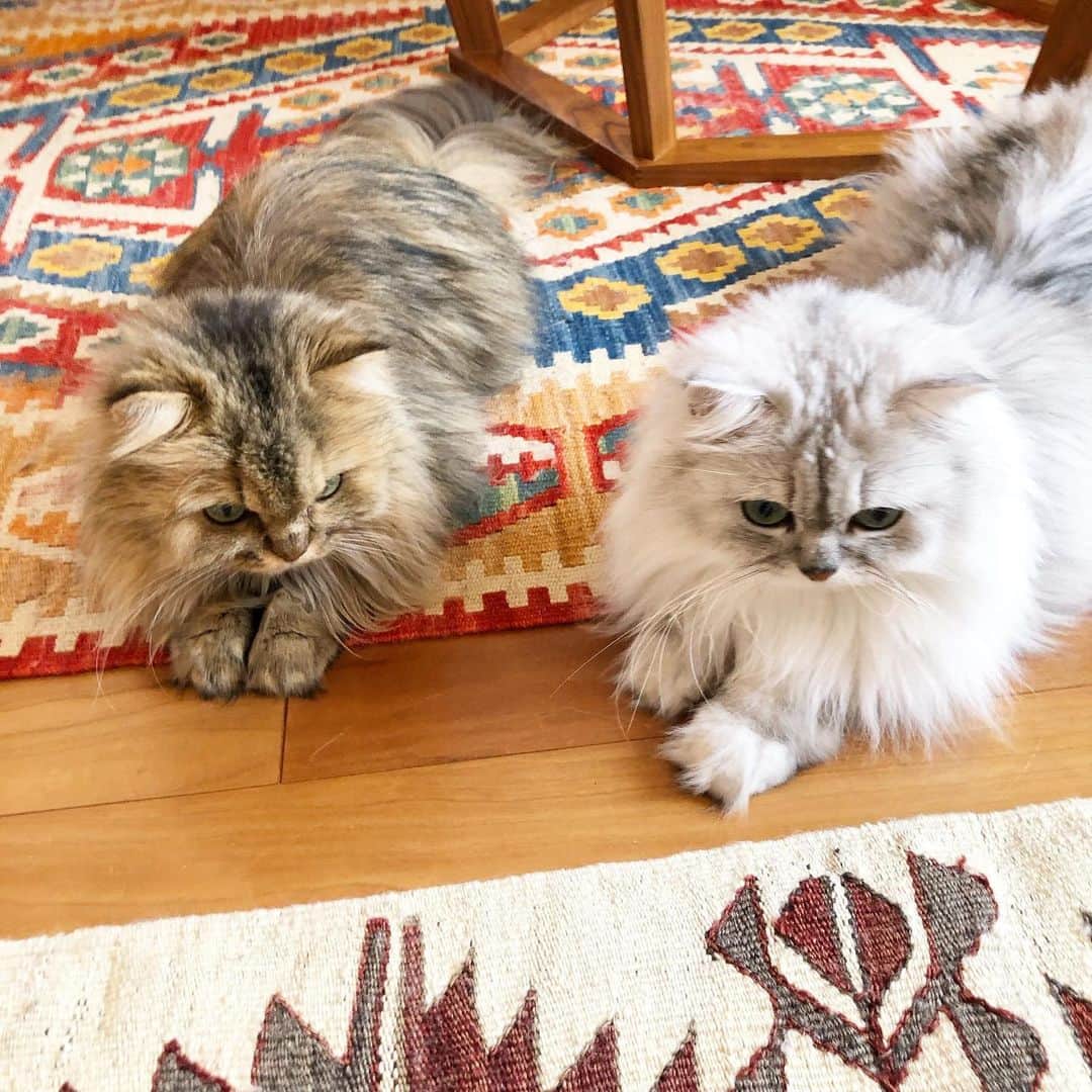 兄弟猫と私と夫の2トムのまいにちさんのインスタグラム写真 - (兄弟猫と私と夫の2トムのまいにちInstagram)「Our palms are similar to bread🥐 ぼくのクリームパンのほうが大きくて美味しそうなのよ。  僕の方が焼きいろついて美味しそうや おにいのパン、焼く前のやつやん。  量より質やろ、なぁ。」12月13日 14時16分 - maamiff