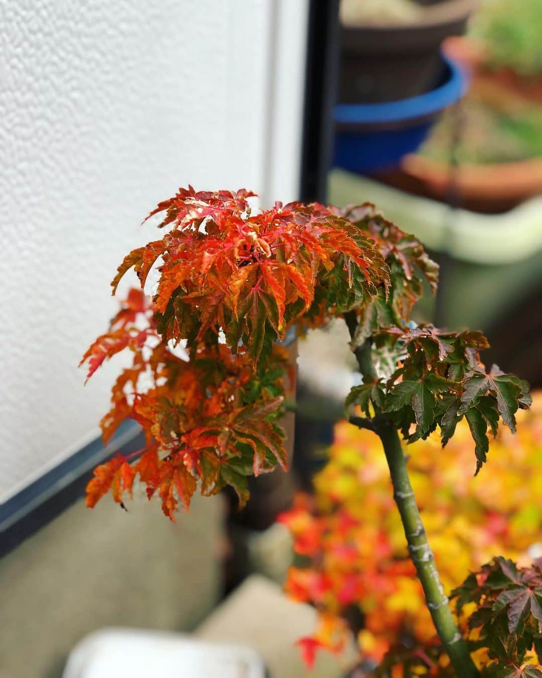 金成公信のインスタグラム：「シシガシラのマグマのような赤🍁 #シシガシラ #紅葉 #盆栽 #bonsai #bonsaijapan #japanesebonsai #wabisabi #bonsailovers #bonsailife #bonsaitree #bonsaiart #bonsaigram #bonsaiworld #plants #tree #greenlife #greenlifestyle #苔 #moss」