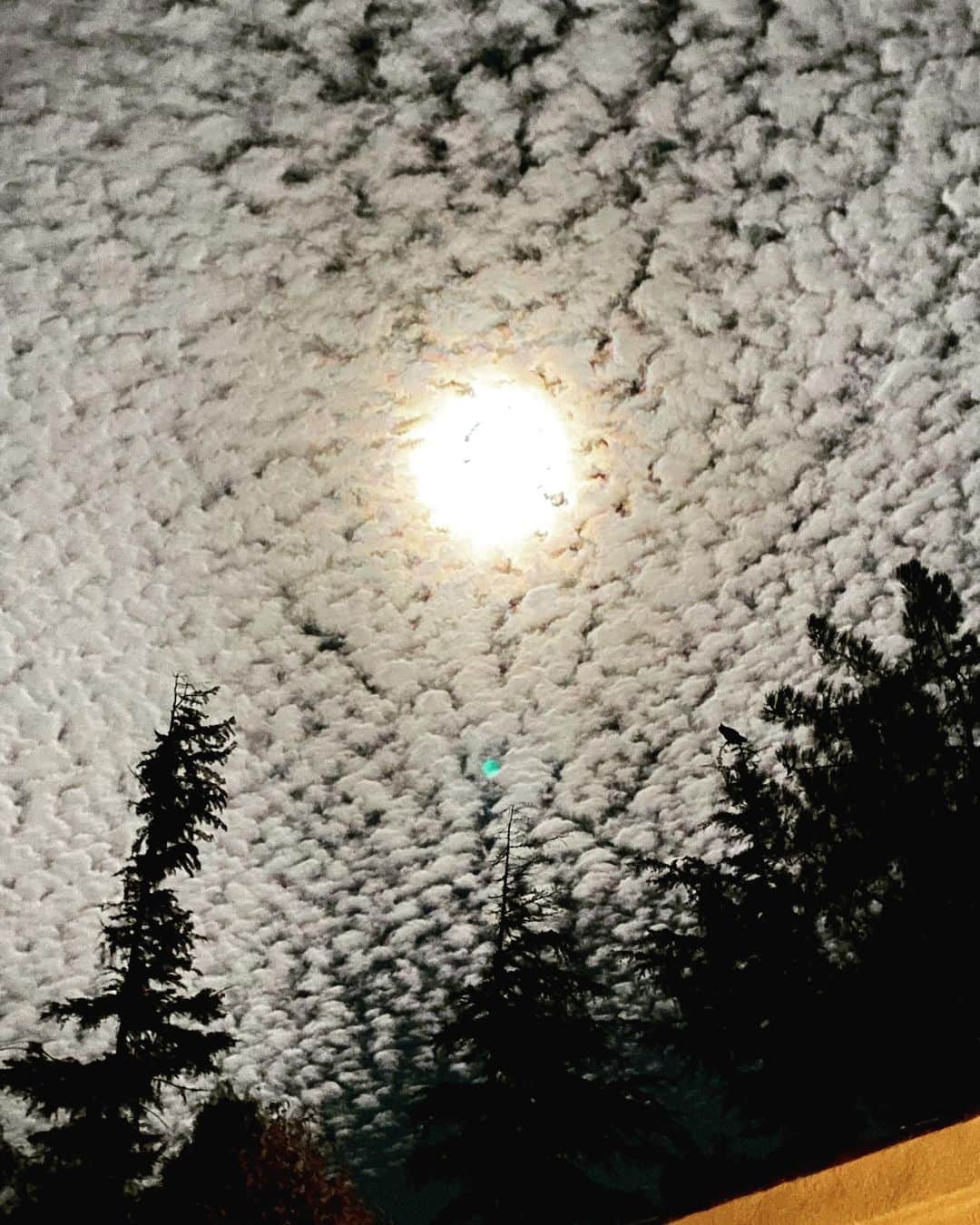 ダニー・マスターソンのインスタグラム：「Can u spot the owl?」
