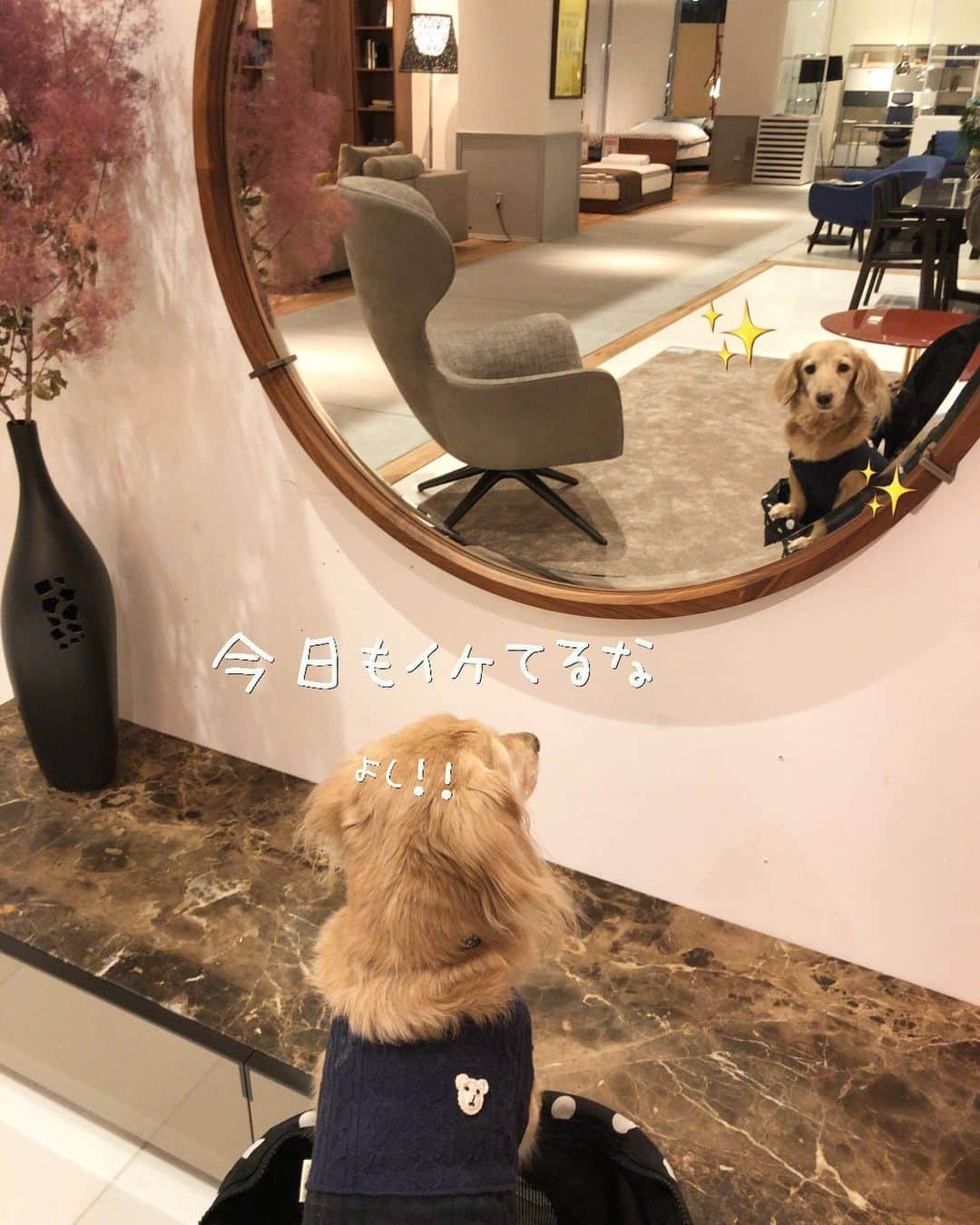 チズさんのインスタグラム写真 - (チズInstagram)「ナルシスト歴13年🐶💕 鏡大好きみたい。笑。 #ナルシーまろん 🌰 #お買い物 #見るだけショッピング #ACTUS #サザンモール六甲 #クリスマス🎄  #Mダックス #ダックス#ミニチュアダックス #ミニチュアダックスフンド #短足犬 #短足部 #カニンヘンダックス #関西ダックス#親父犬 #シニア犬 #犬なしでは生きていけません会 #🐶#💕#ダックス13歳#初老ライフ#親父の日常#インスタでわんこみるのが日課 ♡♡」12月13日 16時20分 - sqi.chizu