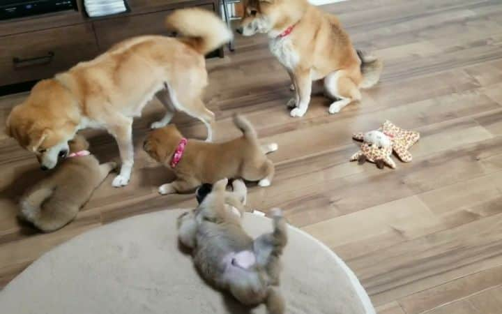 柴犬たま Shibainu Tamaのインスタグラム