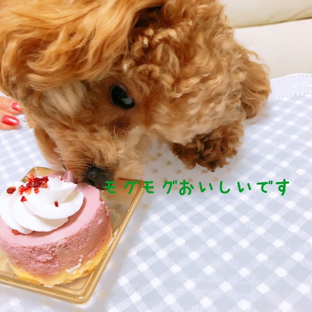 大黒柚姫さんのインスタグラム写真 - (大黒柚姫Instagram)「画像：柚姫ママ作 . . ティファニー1歳のお誕生日❤︎ 今日は愛犬ティファニーがお家に来て初めての誕生日🐶💗 なのでわんちゃん用のケーキをプレゼントしました🎂✨ 食べるの大好きてぃーたんはがっつきが凄かった！！！！笑 可愛い本当に毎日可愛い。 大好き❤️❤️❤️❤️❤️❤️❤️❤️❤️ てぃーたんおめでとう🎊 #愛犬　#dog #dogstagram #birthday」12月13日 17時25分 - yuzuki_oguro_official