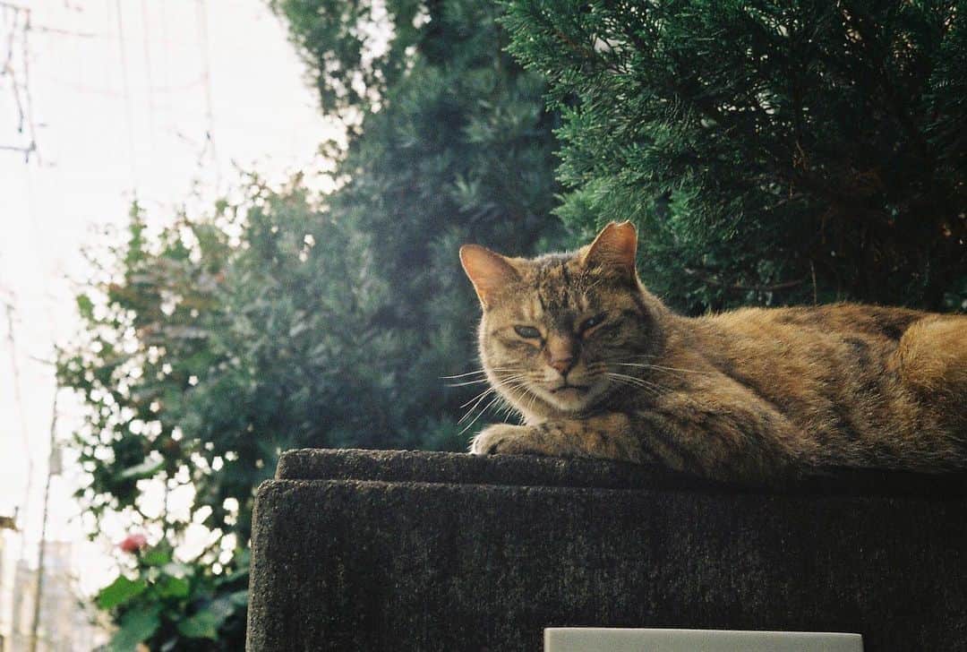 杏沙子さんのインスタグラム写真 - (杏沙子Instagram)「ㅤㅤㅤㅤㅤㅤㅤㅤㅤㅤㅤㅤㅤ 今年やっと名前を知った近所の猫🐈 すごい甘えてくるときと、 すごい触んなって顔してくるときがあるんだけど、 猫の機嫌って何に左右されてるんだろうね、天気？ 1日だけ猫になりたい ㅤㅤㅤㅤㅤㅤㅤㅤㅤㅤㅤㅤㅤ #film #olympus35dc #猫」12月13日 17時28分 - asako.ssw