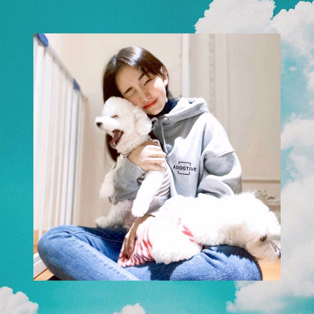 ペク・アヨンのインスタグラム：「수혈용 피를 공급하기 위해서 길러지는 공혈견의 아픔을 덜어주세요. 크라우드 펀딩 사이트인 텀블벅에서 진행 중이에요.  많은 관심 부탁드립니다! 🐕🐩 @adogtive  #공혈견 #헌혈견 #반려견헌혈활성화 #adogtive #어독티브」
