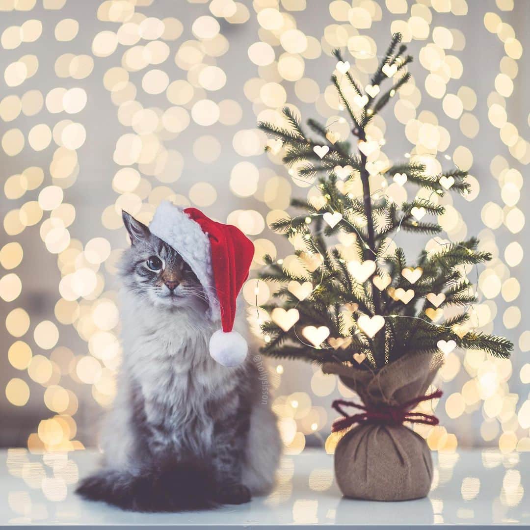のインスタグラム：「Remember, SantaPaws is always watching...and judging? 😹🎅🎄 #Toronto #Siberiancat #christmas #bokeh (See more of Alice, Finnegan, and Oliver, on @pitterpatterfurryfeet) ~ Canon 1D X MkII + 85 f1.4L IS @ f1.4  See my bio for full camera equipment information plus info on how I process my images. 😊 ~  @bestmeow #bestmeow #xmaswonders」