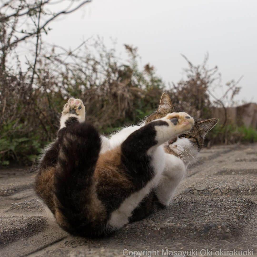 Masayukiさんのインスタグラム写真 - (MasayukiInstagram)「体幹鍛えながらの #全国一斉肉球検査  #cat #ねこ」12月13日 17時51分 - okirakuoki