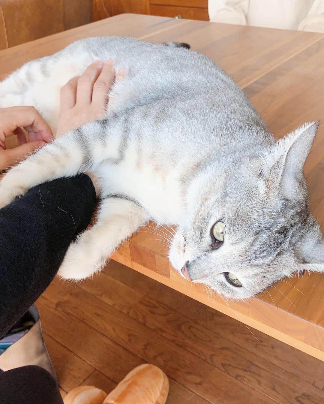 黛英里佳さんのインスタグラム写真 - (黛英里佳Instagram)「ホンダカーズでの撮影時、お借りしたお宅にいた猫ちゃん🐱  とっても人懐っこくていっぱい触らせてくれました🥰  現場に動物がいると本当に癒されます😍  #猫#🐱」12月13日 17時47分 - erikamayuzumi_official