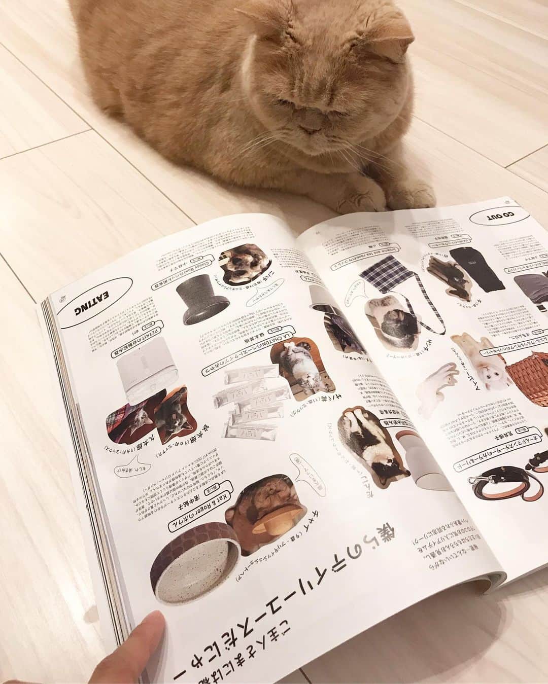 濱中鮎子のインスタグラム：「今月号の GINZA @ginzamagazine  に、ちょこっとチャイ坊載ってます。😽 #cat #ネコ #小心者の親分 #チャイ坊 #チャイ #chai #britishshorthair #ブリティッシュショートヘア #クラッシュフェイス #ぶチャイく #愛の交歓」