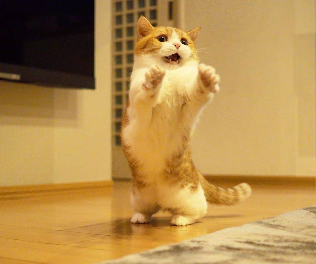 茶太郎 & きなこさんのインスタグラム写真 - (茶太郎 & きなこInstagram)「や〜( ੭ᵒ̴̶̷̤̀ωᵒ̴̶̷̤́)੭💕 Kinako imitate Japanese comedians😽 #ダチョウ倶楽部の真似したにゃ #おでん芸は無理にゃ #茶太郎お兄ちゃんに全部やってもらうにゃ #マンチカン#猫#munchkin #cat#catstagram #amazing#ねこ#茶トラ#短足#catsofinstagram#excellent_cats#9gag#cats_of_world_#instacat_meows#bestcats_oftheworld#catsofig#instacat#cats_of_instagram」12月13日 18時02分 - amaccho5160