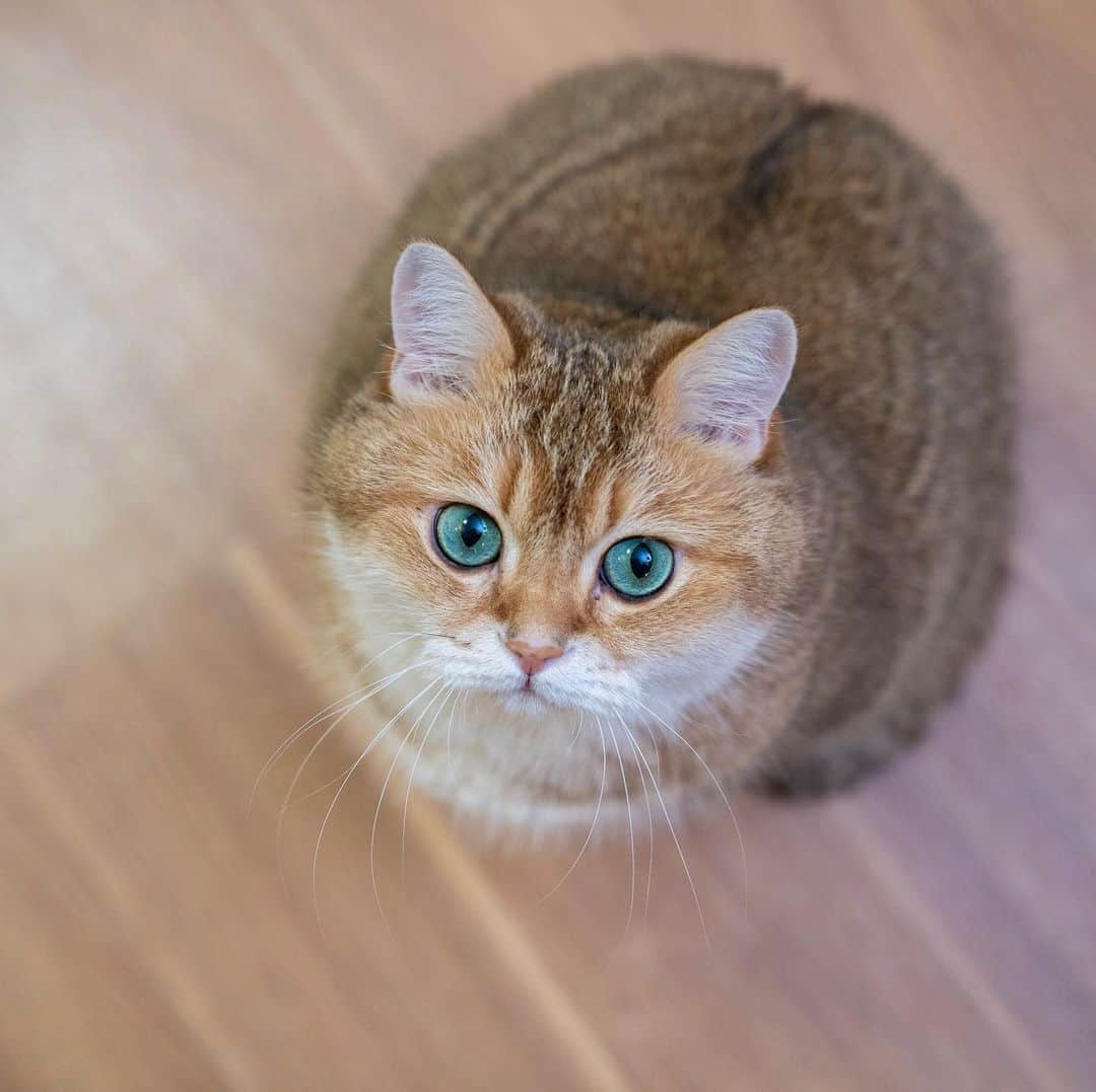 Hosicoさんのインスタグラム写真 - (HosicoInstagram)「I'm a fluffy kiwi with eyes 👀🥝」12月13日 18時26分 - hosico_cat