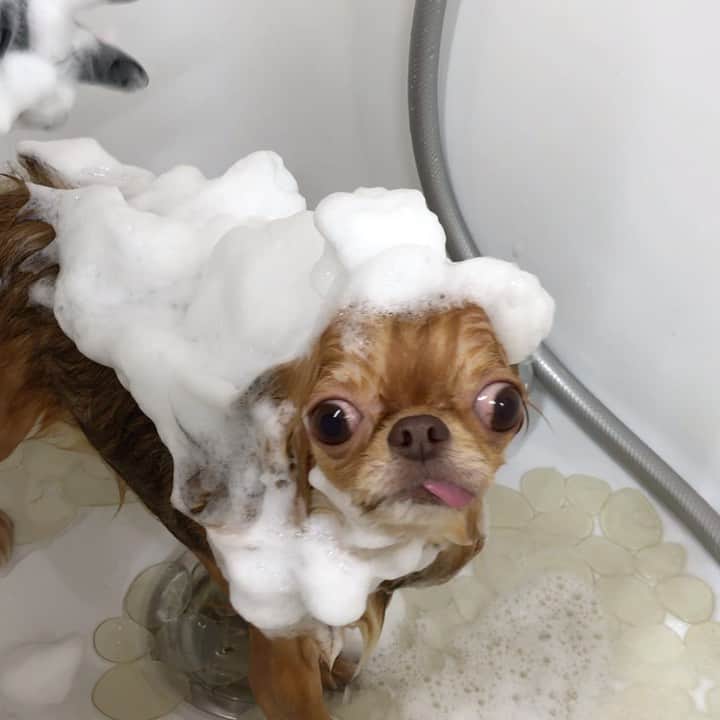kayoのインスタグラム：「* * 洗ってもらってる時は お利口さん😆🛁✨✨ * * kulio💗🛁 * * #トリミング #chihuahua#chihuahualove#dogstgram#dog#instadog#チワワ#チワワ大好き * *」