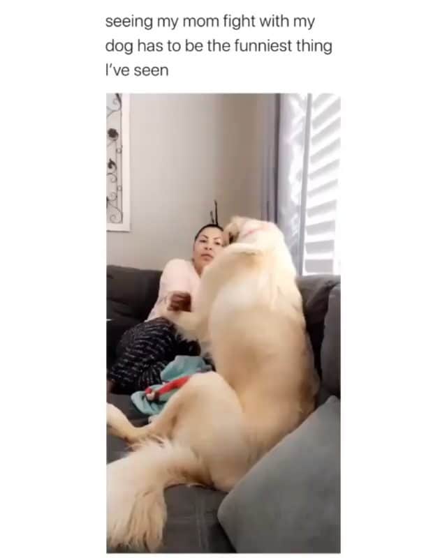 Funny Postsのインスタグラム：「••••••••••• 😂 My Mom won't even let the dog inside 💬 Video by: @jsscamac 🎥 Double tap for more videos!」