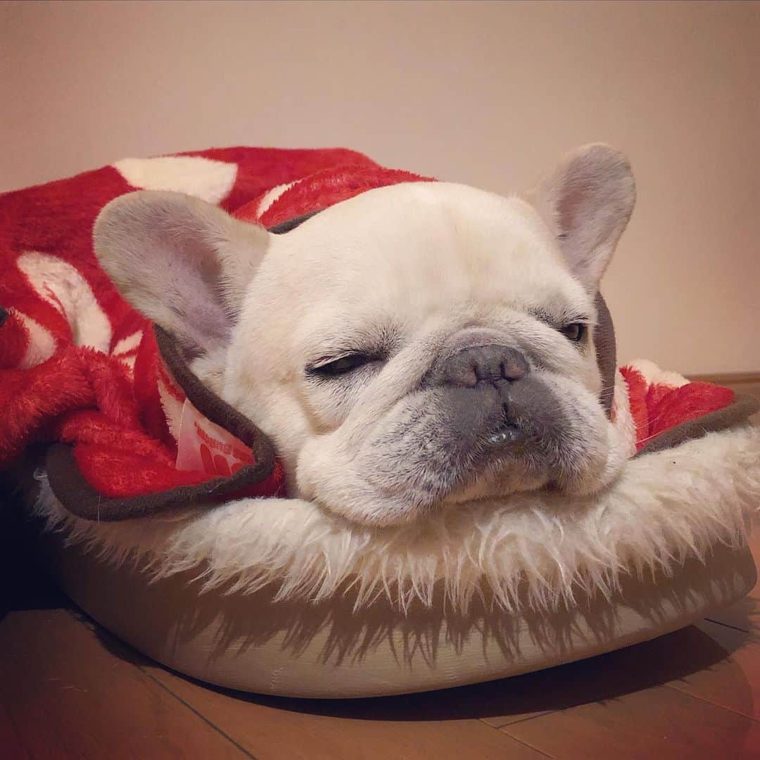 タニム（マーブル母）のインスタグラム：「* 冬仕様♥️ * #見てると眠くなる  #みの虫マーちゃん #私のアモーレ🐷❤️ #クロックス風ベッド」