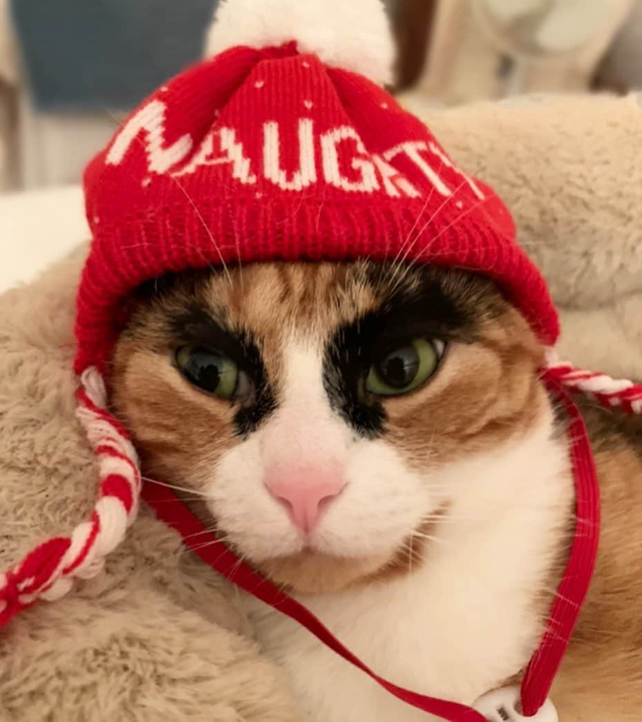 リリーのインスタグラム：「Maybe I’ll be on the nice list next year 😸 . . . . . . . #lillycrazyeyes #calicocat #calico #christmas #christmascat #naughty #nice #nicelist #santa #instacat #instachristmas #holiday #eyebrows #catsoﬁnstagram #holidayseason #holiday #cathat」