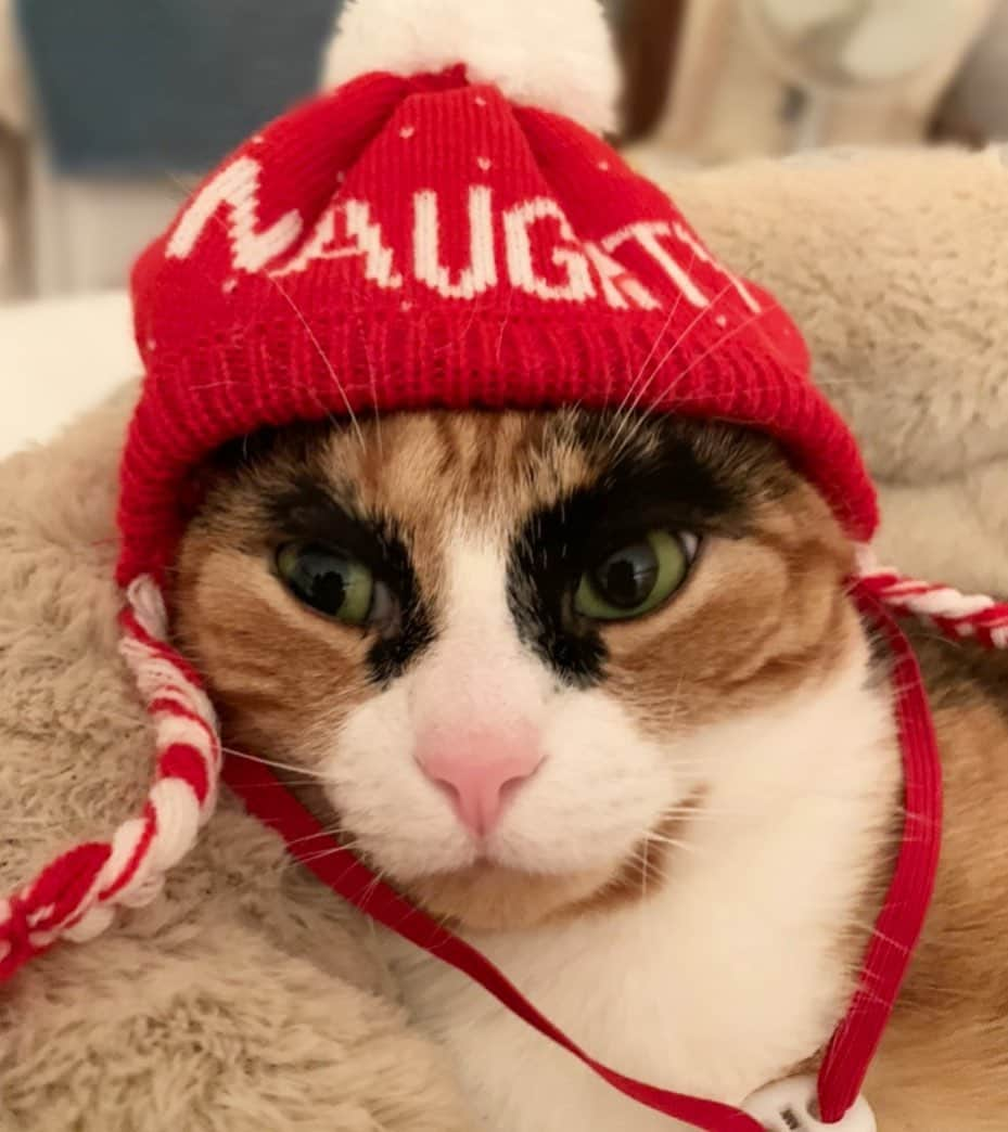 リリーさんのインスタグラム写真 - (リリーInstagram)「Maybe I’ll be on the nice list next year 😸 . . . . . . . #lillycrazyeyes #calicocat #calico #christmas #christmascat #naughty #nice #nicelist #santa #instacat #instachristmas #holiday #eyebrows #catsoﬁnstagram #holidayseason #holiday #cathat」12月13日 20時43分 - lilly_crazyeyes