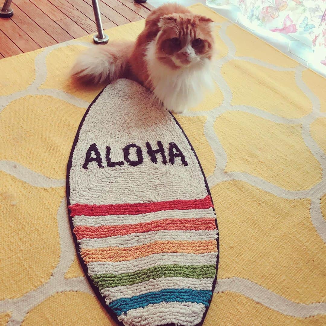 益子直美さんのインスタグラム写真 - (益子直美Instagram)「いつかサーフィンやってみたい、、、 水、キライだけど。  #サーフィン  #むぎタン  #ねこ  #マンチカン  #aloha  #サーフボードインテリア」12月13日 20時56分 - naomi.masuko