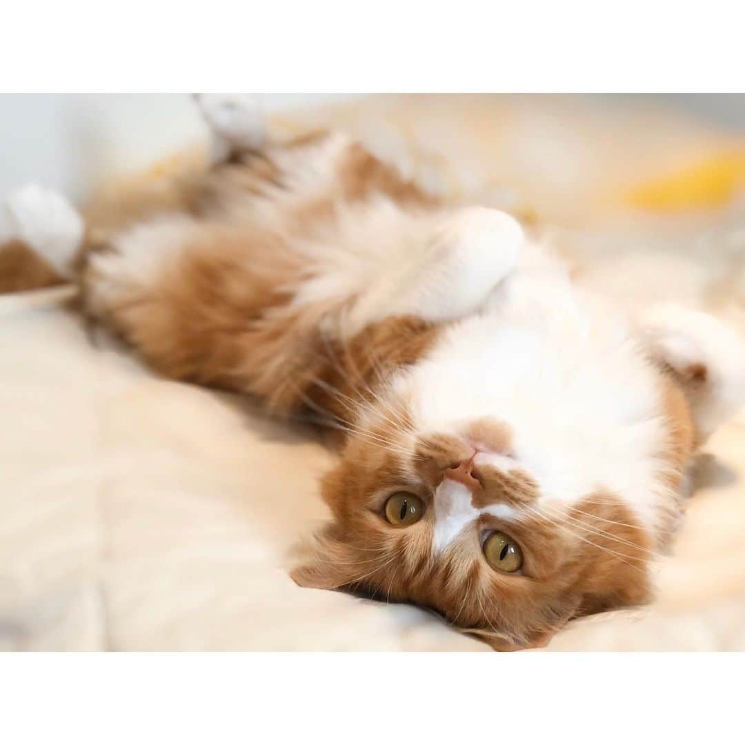 のインスタグラム：「寝てばかりの生活。羨ましい☺️ ⁑ #うちの虎太郎くん 👈虎太郎の画像まとめ #虎太郎 #こたろう #ねこ #3歳  #ミックス猫 #雑種猫　 #スコティッシュミックス  #スコティッシュ #茶白猫 #ねこ部 #ねこすたぐらむ  #猫#猫好き #catstagram #cat #catlover#고양이 #instacat #猫との暮らし  #まりなる #津田麻莉奈」