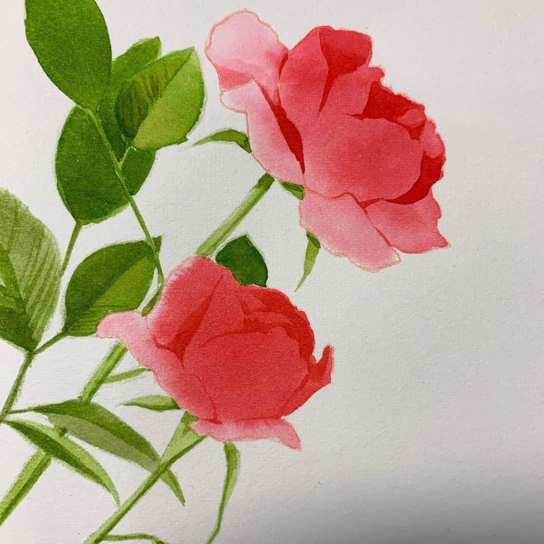 上田倫子さんのインスタグラム写真 - (上田倫子Instagram)「新作の予告カットに使う薔薇を別描きしました。インクはスカーレット一つだけ。水で薄めてぼかし、乾いたら印影をつけ、シンプルな仕上げの薔薇になりました。 花だけだと30分くらいで描き終わってしまいました。 新作は来年3月からアプリマンガMeeで新連載開始します。 10話まで描きましたよ！」12月14日 7時36分 - korinntonn
