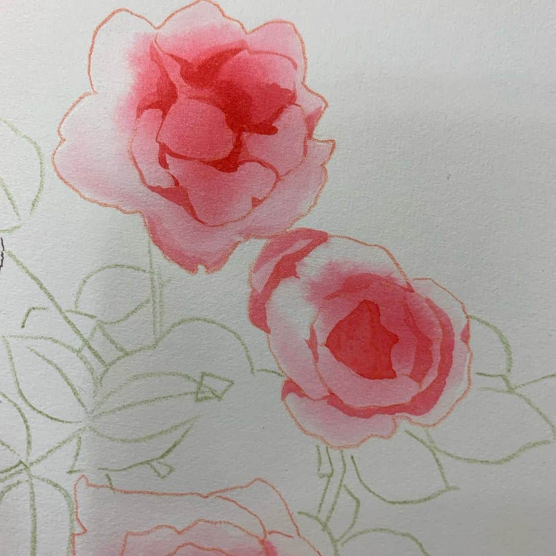 上田倫子のインスタグラム：「新作の予告カットに使う薔薇を別描きしました。インクはスカーレット一つだけ。水で薄めてぼかし、乾いたら印影をつけ、シンプルな仕上げの薔薇になりました。 花だけだと30分くらいで描き終わってしまいました。 新作は来年3月からアプリマンガMeeで新連載開始します。 10話まで描きましたよ！」