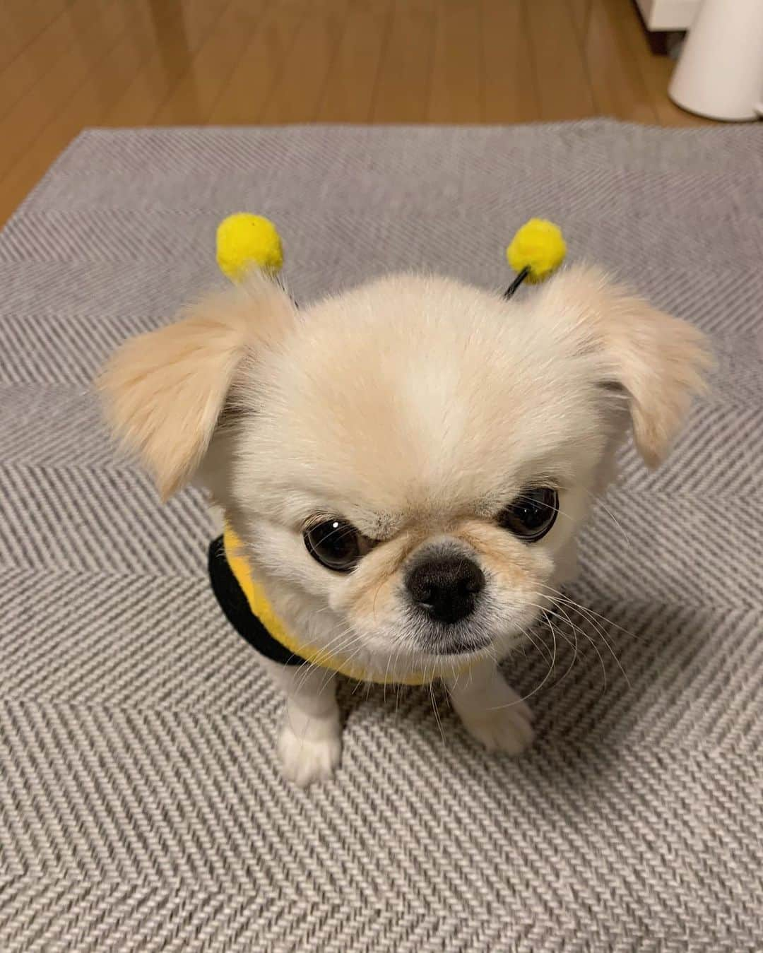 おもちくんさんのインスタグラム写真 - (おもちくんInstagram)「家に🐝おったぞ❕」12月13日 23時35分 - omochi_kun