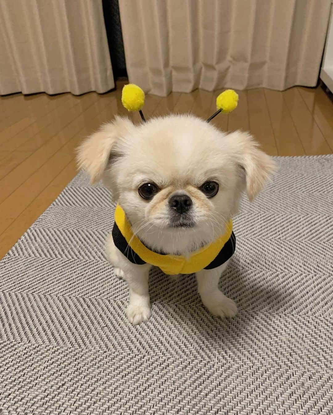 おもちくんさんのインスタグラム写真 - (おもちくんInstagram)「家に🐝おったぞ❕」12月13日 23時35分 - omochi_kun