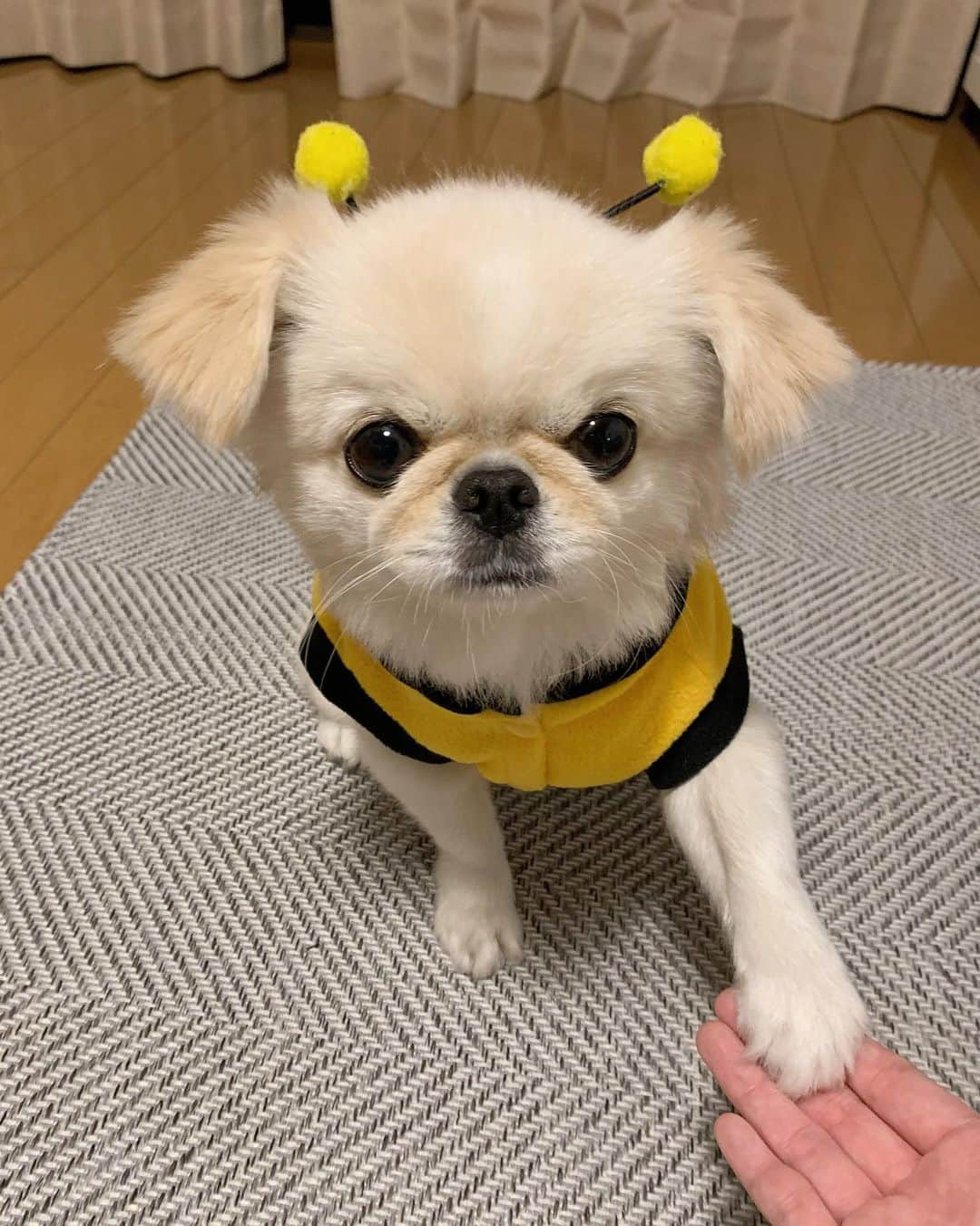 おもちくんさんのインスタグラム写真 - (おもちくんInstagram)「家に🐝おったぞ❕」12月13日 23時35分 - omochi_kun