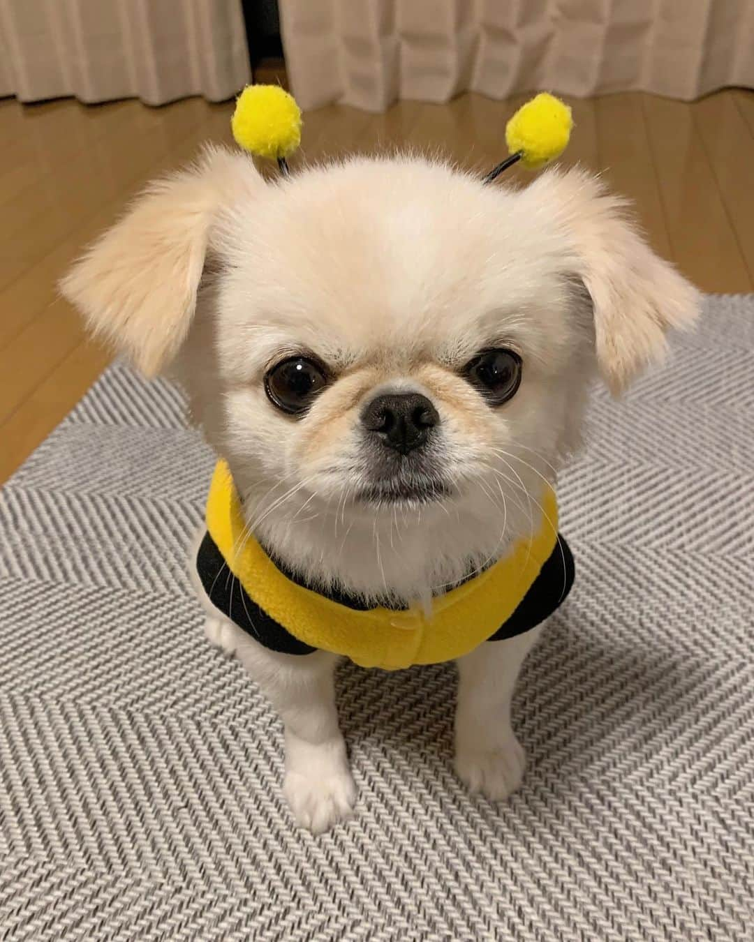 おもちくんさんのインスタグラム写真 - (おもちくんInstagram)「家に🐝おったぞ❕」12月13日 23時35分 - omochi_kun