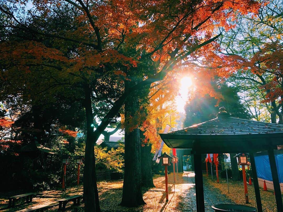 加治まやさんのインスタグラム写真 - (加治まやInstagram)「How beautiful autumn 🍁  #japan #japantrip #神社仏閣巡り#tokyo #寺 #等々力不動尊 #神社仏閣好きな人と繋がりたい #秋 #fall #colorful #beautiful #scenery #紅葉　#autumnleaves」12月13日 23時55分 - mayakaji