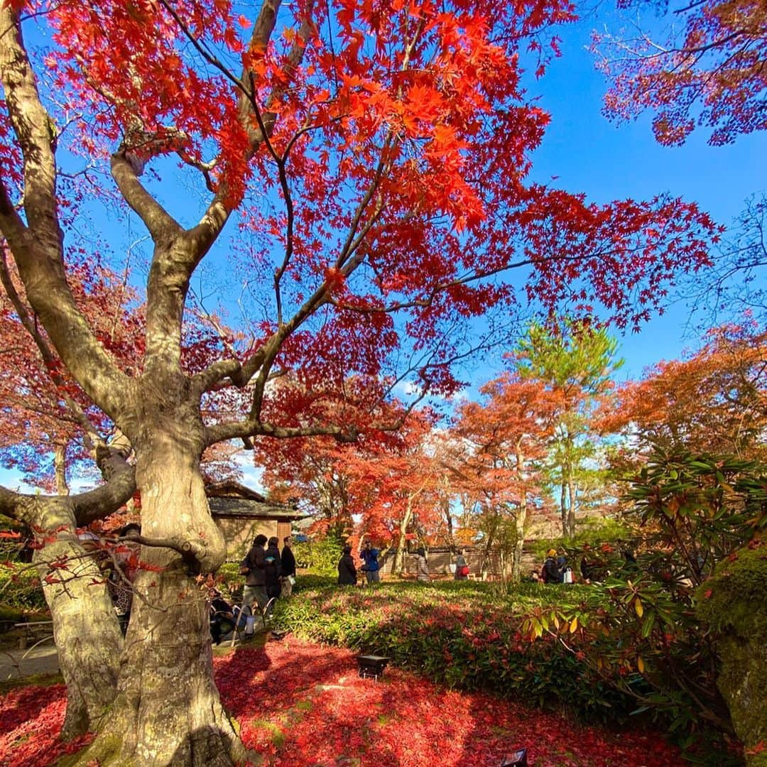 大寺かおりさんのインスタグラム写真 - (大寺かおりInstagram)「京都旅行の思い出⛩ 今まで行ったことなかったけど 行ってみたいなぁと思っていた場所にも行けました☺️ . 紅葉がとにかく綺麗でした🍁 . いろんな場所に行きましたが、 朝のお散歩も お昼の紅葉スポット巡りも 夜のライトアップやBARも 移動中やホテルのお部屋でのぐーたらお喋りタイムも 全部ぜーんぶ楽しかったです❤️ . . . #京都 #八坂庚申堂 #八坂の塔 #嵐山 #宝厳院 #竹林 #紅葉 #着物 #正絹着物 #着物でお出かけ #生麩 #生麩ランチ #京都旅行 #rsk #アナウンサー #ディレクター #3人旅行 #kyoto #japan #photo #photo_jpn #travelphotography #思い出pic #これにておしまいです」12月13日 23時58分 - kaori_ootera