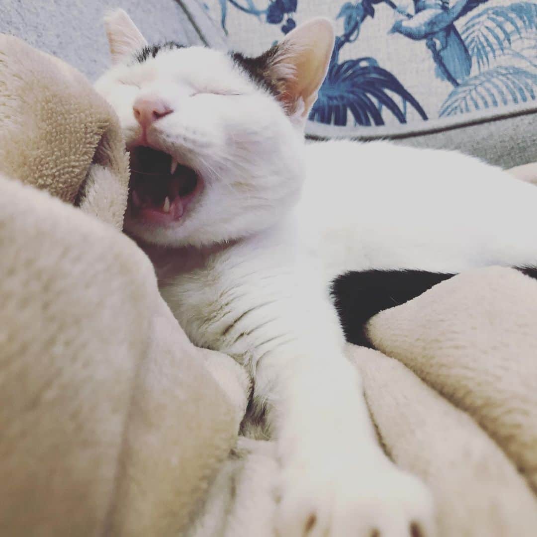 Siznaのインスタグラム：「#dura #cat #づら #猫 #sizna #雑種 #元地域猫 #ヅラ #ヅラ猫 #ヅラ猫部 #にゃんスタグラム #猫変態を増やそうの会 #かわいいねこ」