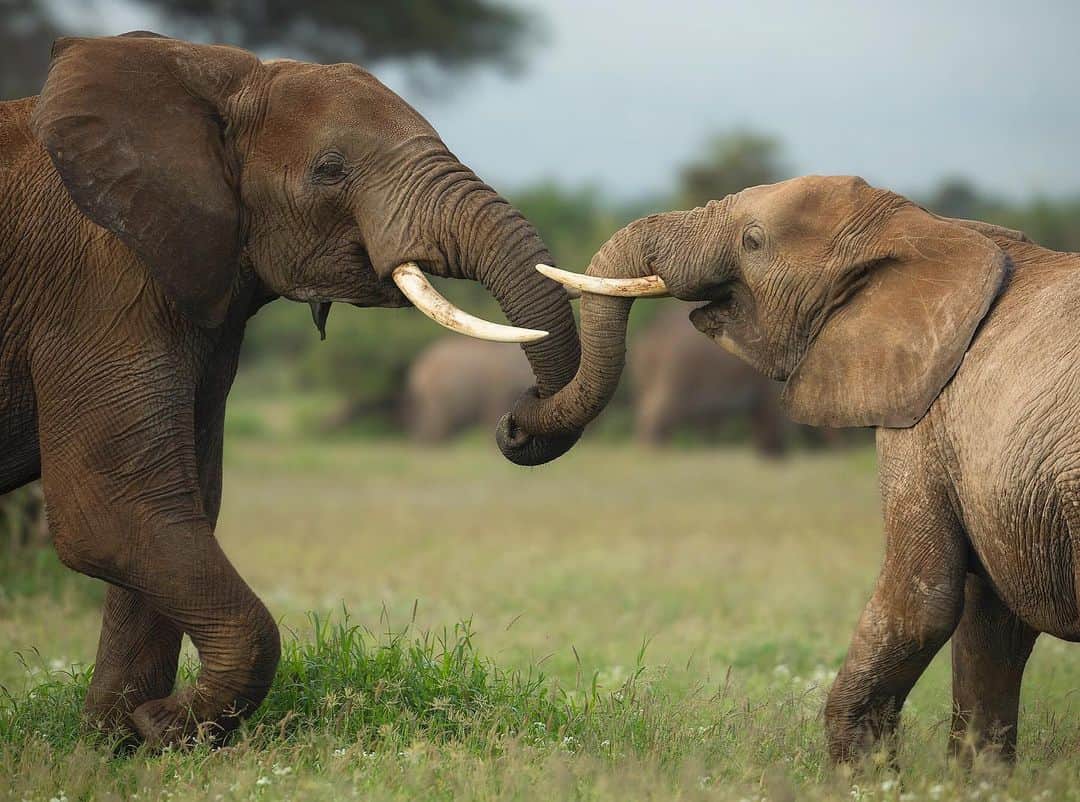 Chase Dekker Wild-Life Imagesのインスタグラム：「Elephants are easily one of earth’s most fun and charismatic animals to watch. During a chaotic morning commute as 500+ elephants were transiting from the acacia forests to the swamps of Amboseli National Park, my eye caught a younger pair embracing each other. It was hard not to see the joy on their faces when they found each other in the middle of the herds. As their trunks intertwined, the smiles and sounds broke out as their excitement couldn’t be contained. Moments like this are a healthy reminder why elephants mean so much to us all and why an Africa without them would be empty.」