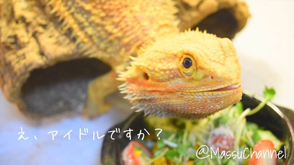 のインスタグラム：「#フトアゴヒゲトカゲ #いちご #イチゴ #爬虫類 #動物 #ペット #トカゲ #reptiles #animals #pets #pogonavitticeps」