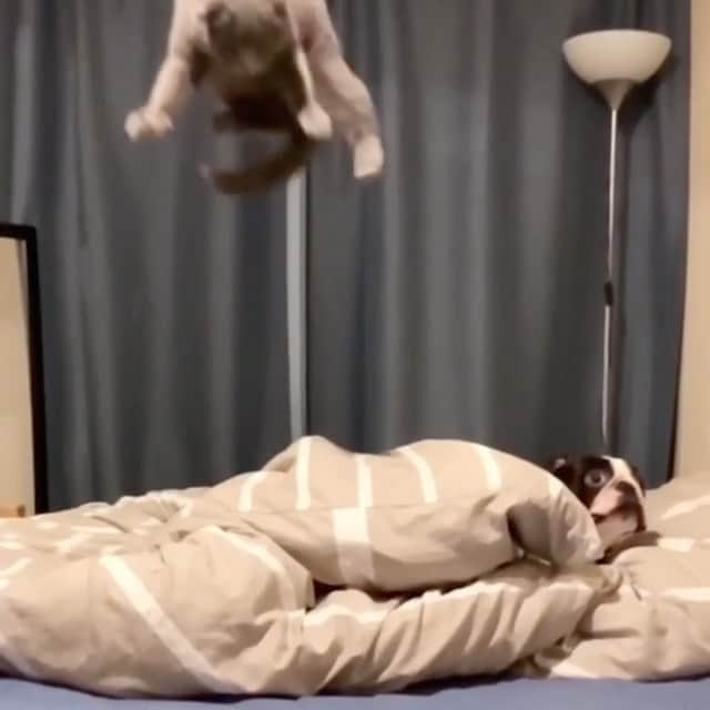 リンキーのインスタグラム：「When it’s raining cats ON dogs that when you know it’s serious 😂 Ohhh the weather outside is weather ❄️❄️❄️ ———TAG DOG LOVERS——- #frenchie #frenchies #frenchiesofinstagram #instafrenchie #dog #dogs #instadogs #dogsofinstagram #dogstagram #dogs_of_instagram #lovedogs #pup #instapup 📽 @tobythegentleman」