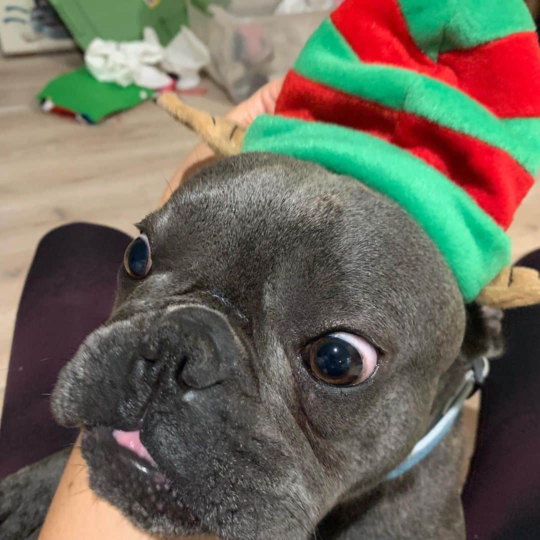 ブラッド・エルドレッドのインスタグラム：「Buddy the elf. What’s your favorite color?! #ELF」