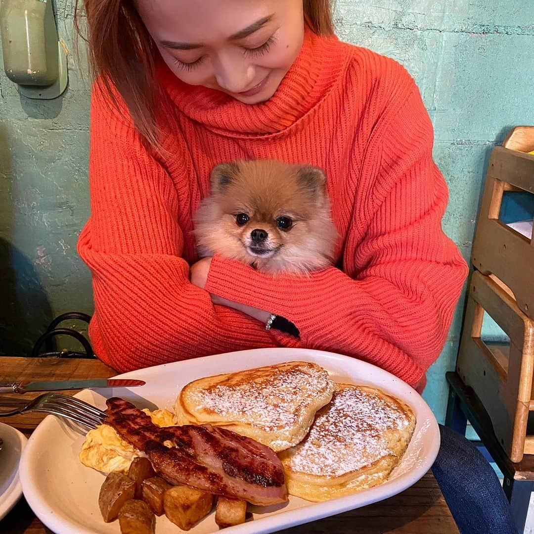 Mika Jimboさんのインスタグラム写真 - (Mika JimboInstagram)「おやすみの日恒例のご飯を食べに行く会🙋🏽‍♀️. . 今日は広尾まで🚘. . @breakfast.brunch_jade5 は店内わんちゃんOK💯. . . パンケーキとかハンバーガーがメインでランチタイムしかやってないみたい🍔🥞. . . 美味しいけど、二つ頼むと多すぎるからシェアしたほうがいい☺️. . . 口の中モソモソ天国すぎて死にかけた🔥. . . . パンケーキ大好きもんじゃにとっては過酷な戦いでした🔥🔥. . . #定例行事#イッヌ#今日のもんじゃ#広尾#hiroo#広尾ランチ#犬連れ#犬連れランチ#犬との暮らし#犬といける店#犬と行けるお店#ポメラニアン#pomeranian#pompom#pomestagram」12月14日 16時24分 - mikajimbox