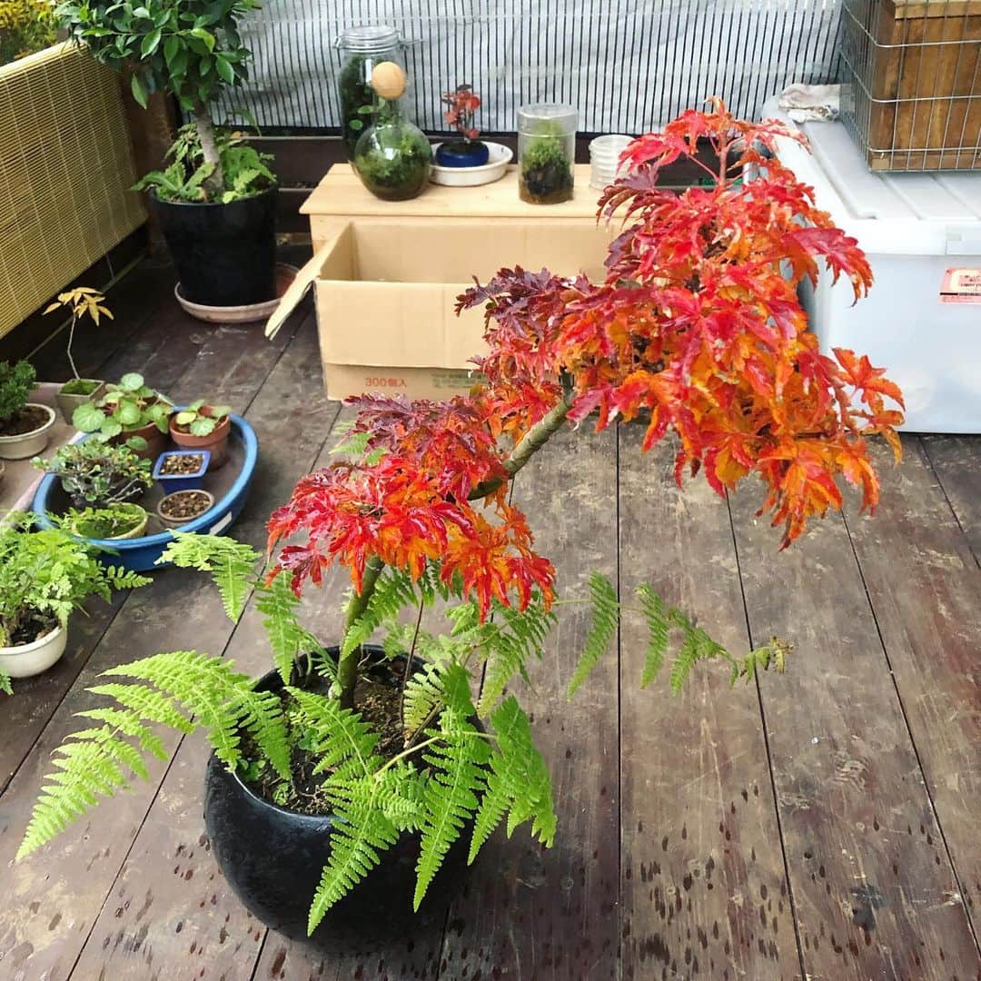 金成公信のインスタグラム：「シシガシラが更に紅葉。エグいよ。加工なしだよ。最高だよ。#シシガシラ#紅葉#盆栽 #bonsai #bonsaijapan #japanesebonsai #wabisabi #bonsailovers #bonsailife #bonsaitree #bonsaiart #bonsaigram #bonsaiworld #plants #tree #greenlife #greenlifestyle #苔 #moss」