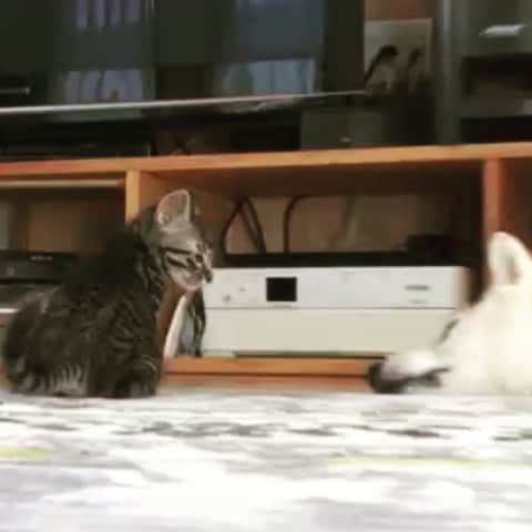 天才 志村どうぶつ園さんのインスタグラム動画 天才 志村どうぶつ園instagram 動物と話せるハイジsp 真夜中にぬいぐるみをくわえて鳴き叫ぶネコ のもとへ 志村どうぶつ園 真夜中の猫 ぬいぐるみと猫 謎の行動 ハイジ 12月14日放送 12月14日 18時53分