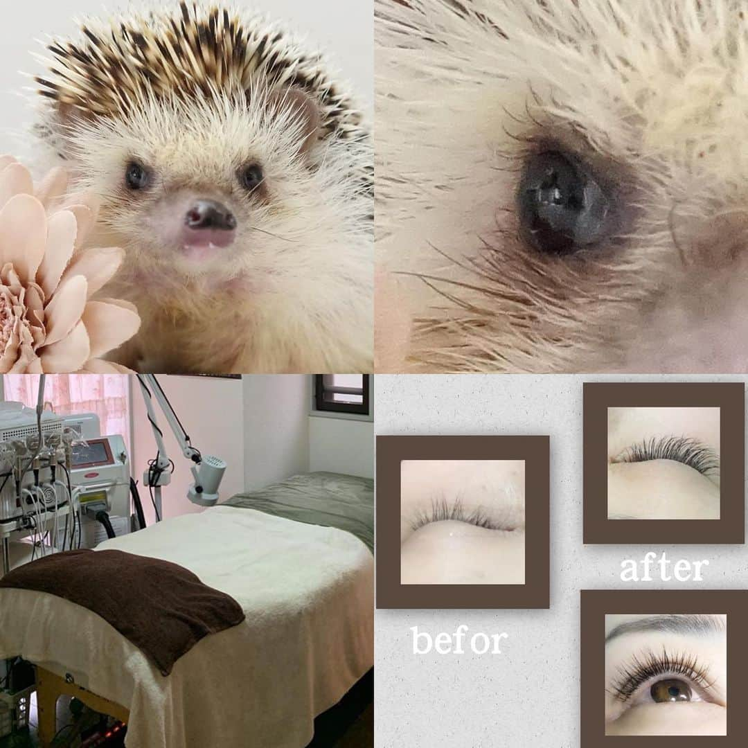 ラド&ティンクさんのインスタグラム写真 - (ラド&ティンクInstagram)「* Hedgehog eyelashes * model ： Ocean * * ハリネズミってまつげがあるの知ってました？ ハリネズミ全てじゃないかもしれないけど、おーしゃんにはあるんです。 しかも、ビューラー要らずのくるんのまつげが😳 * 私も数年前まで「まつエク」やってたんですけど、ついつい曲がってきたり少なめになってきちゃった時に気になって触ってしまって、自まつげまで抜いてしまって💦💦 そんな経緯でまつエクはここ数年してなかったんですけど。 なんでも進化してるみたいで。 * 今回、ミンクやシルクよりも柔らかくて自然な「プレミアムセーブル」を 東武練馬から徒歩3分の『Salon de Precious』 @salondeprecious.jp で施術してもらいました。 なるべく自然にナチュラルにとお願いしてつけてもらいました。 朝のメイク時間の時短は嬉しい✨❤️ * *  #おーしゃん #Salon de Precious #練馬区メディカルエステ #サロンドゥプレシャス #板橋区エステ #pr #コラボベース」12月14日 8時54分 - rado_pompon