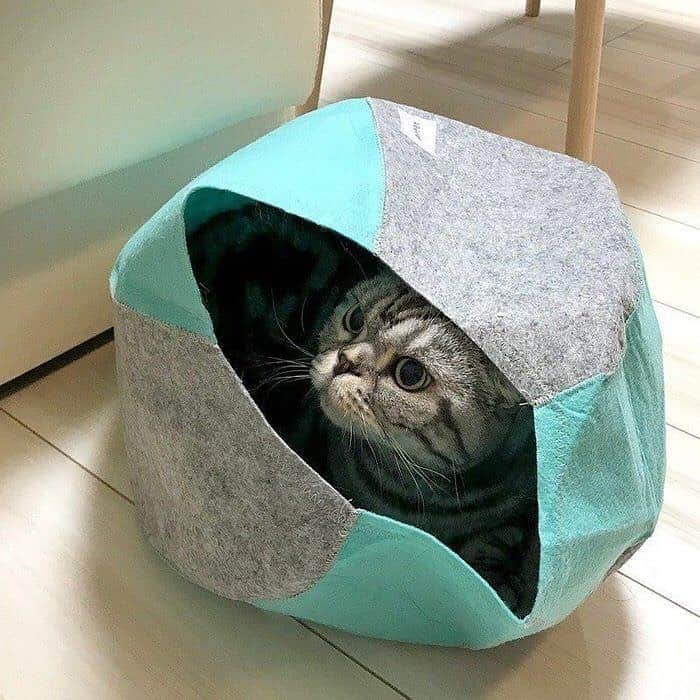 Shishi-maruのインスタグラム：「🐱明日15日の11:00から放送されるBS-TBS「ねこ自慢」に、ししまるが再登場。今回は箱関係の内容です。 そして昨日更新された『ねこのきもちWEBMAGAZINE』では、撮影の後日談を書きました。 是非お楽しみ下さい🐈 【渋ネコししまるさん】#25 ｜ねこのきもちWEB MAGAZINE https://cat.benesse.ne.jp/lovecat/content/?id=61539 🐱My essay about Shishi-maru is serialized in a weekly magazine:) ーーーーーーーーーーーーー 🌺「渋ネコ ししまるさん」ねこのきもちWEB MAGAZINE にて毎週金曜日エッセイの連載中 ーーーーーーーーーーー 📕「ぷっちねこ。」「3匹のちいさな猫を召喚できたなら」「ちいさな猫を召喚できたなら」徳間書店より単行本発売中 ーーーーーーーーーーー ⭐︎ねこ漫画→@tacos_cat 🌺Twitter →@taco_emonemon ーーーーーーーーーーー」