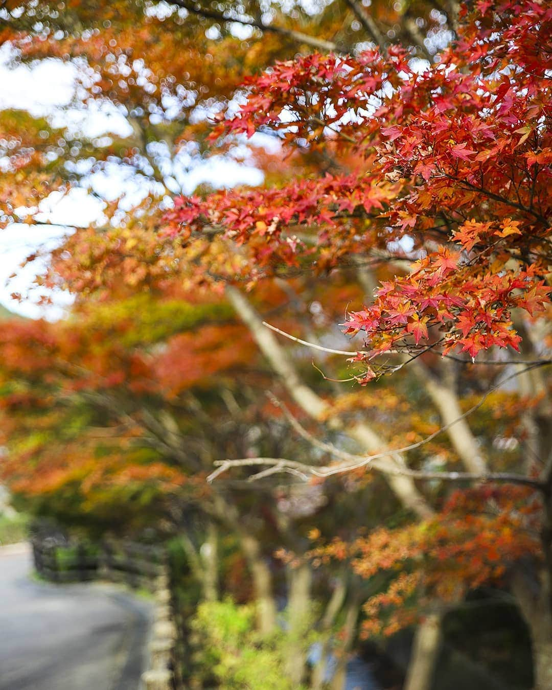 愛知県田原市さんのインスタグラム写真 - (愛知県田原市Instagram)「Scenery that can only be taken now. 今だけだから  #いこうよう週間　#第２弾 #山も色づいてきたし #今の時期を逃さずに #カメラと記憶に収めたい  #たはら暮らし * #菜の花浪漫街道 #scenic_jp#海 #渥美半島#田原市#田原#伊良湖岬#伊良湖#赤羽根#tahara#irago#akabane#サーフィン#surfing#田舎暮らし#日々の暮らし#休日の過ごし方#スローライフ#instagramjaran#igersjp#scenic_jp」12月14日 9時25分 - tahara_kurashi