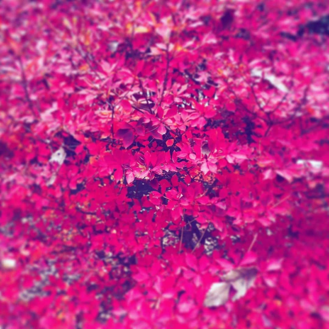 中野敬久さんのインスタグラム写真 - (中野敬久Instagram)「#winterleaves #red #vivid #street」12月14日 10時17分 - hirohisanakano