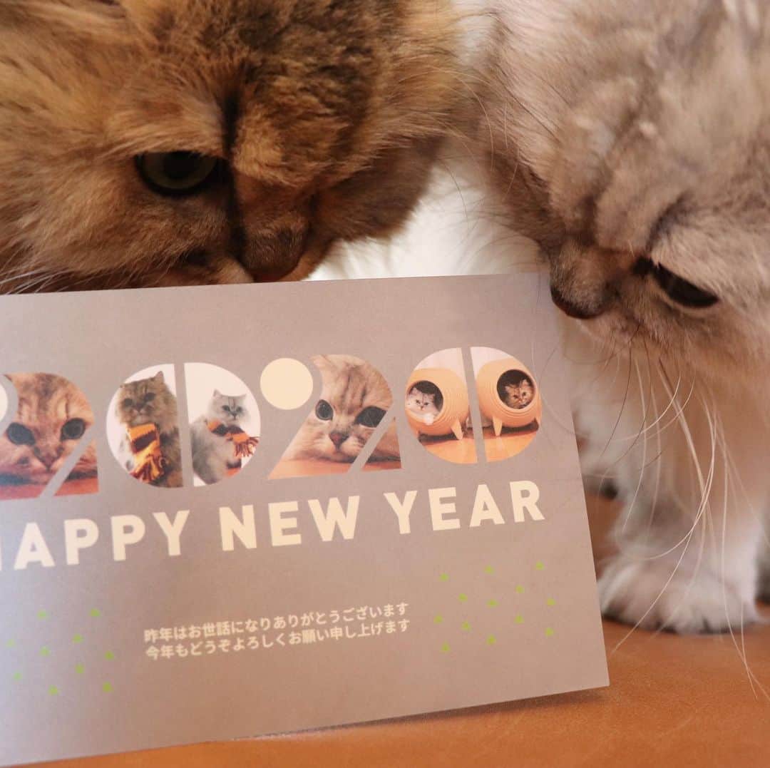 兄弟猫と私と夫の2トムのまいにちさんのインスタグラム写真 - (兄弟猫と私と夫の2トムのまいにちInstagram)「年賀状作った！たった20分で作れた！﻿ @sumaho_nenga のアプリで作れるよ﻿ ﻿ 年賀状つくるとめちゃくちゃ時間かかるし、﻿ もう年賀状引退しつつあったけど﻿ スマホで簡単に作れてビックリした。﻿ ﻿ モニターでサンプル作ったところ、めっちゃかわいくて本格的にオーダーまでしてしまいました。﻿ ﻿ 沢山かわいい素材あって、そこに写真載せるだけと超簡単！﻿ ﻿ 切手もついてるし﻿ 宛名も入力したら宛名入りで印刷してくれて﻿ あと投函するだけというスピード。﻿ ﻿ 時代はかわったのぅ。プリントゴッコ時代からえらい進化したのぅ👀﻿ ﻿ ﻿ "スマホで写真年賀状"﻿←（似たような名前あり気をつけて） というアプリを使って年賀状を作ってみませんか？10％クーポンを「ks483499」で利用できるよ！﻿ ﻿ でもわたしは割引クーポン使うの忘れたよ！﻿ さすがマザエさん！﻿ ﻿ @sumaho_nenga#スマホで写真年賀状#年賀状」12月14日 10時17分 - maamiff